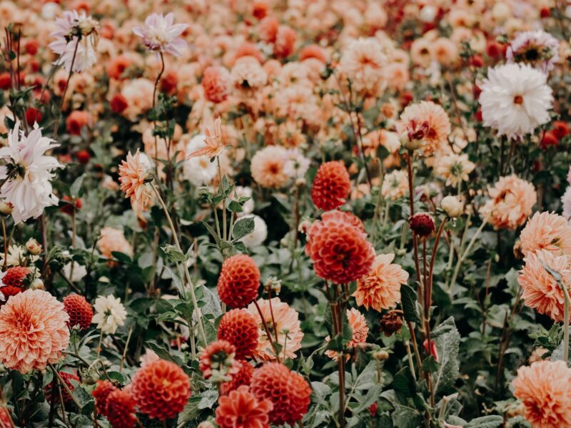 Kender du din fødselsblomst?